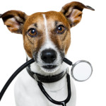 doctor-dog