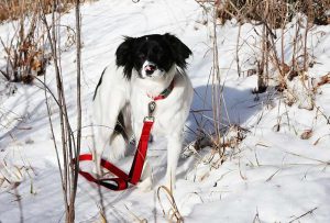 Snow tips for cold weather pets