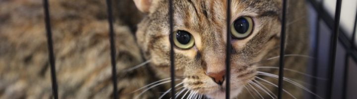 TLC-Library-1200x800-IMG_0356