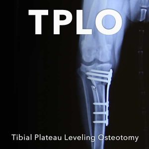 TPLO-surgical-specialty-2019 TPLO