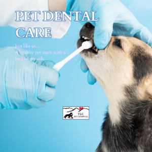 Dog getting teeth brushed